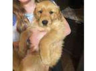 Golden Retriever Puppy for sale in North Bangor, NY, USA