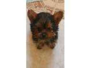 Yorkshire Terrier Puppy for sale in Oskaloosa, IA, USA
