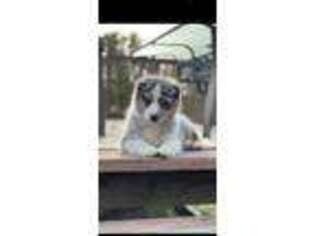 Australian Shepherd Puppy for sale in Fredericktown, MO, USA
