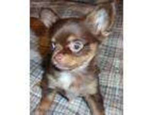 Chihuahua Puppy for sale in Prescott, MI, USA