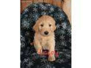 Goldendoodle Puppy for sale in Mc Veytown, PA, USA