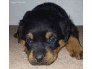 Rottweiler Puppy for sale in Coshocton, OH, USA