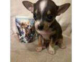 Chihuahua Puppy for sale in Rockaway, NJ, USA