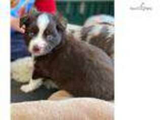 Miniature Australian Shepherd Puppy for sale in Athens, OH, USA
