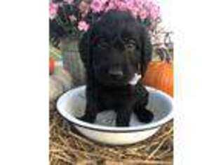 Labradoodle Puppy for sale in Mount Pleasant, IA, USA