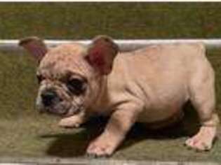 French Bulldog Puppy for sale in Glencoe, MN, USA