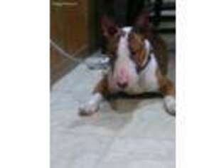 Bull Terrier Puppy for sale in Allentown, PA, USA