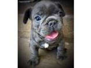 French Bulldog Puppy for sale in Arlington, TX, USA