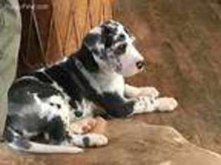 Great Dane Puppy for sale in Crockett, TX, USA