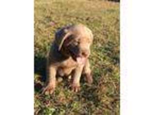 Labrador Retriever Puppy for sale in Corrigan, TX, USA