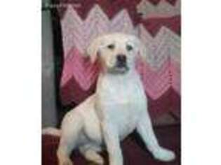 Labrador Retriever Puppy for sale in Richfield, PA, USA