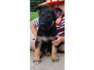 German Shepherd Dog Puppy for sale in Lore City, OH, USA