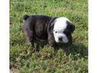 Bulldog Puppy for sale in Kittanning, PA, USA