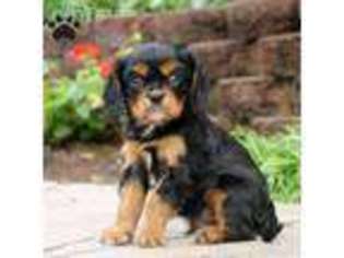 Cavalier King Charles Spaniel Puppy for sale in Millersburg, PA, USA