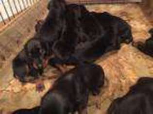 Doberman Pinscher Puppy for sale in Guntersville, AL, USA
