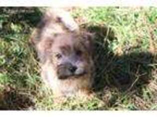 Norfolk Terrier Puppy for sale in Holly Springs, NC, USA