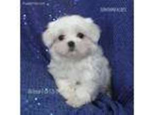 Maltese Puppy for sale in Elmwood, NE, USA