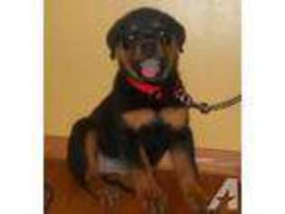 Rottweiler Puppy for sale in TONOPAH, AZ, USA