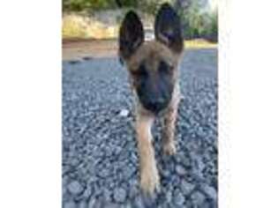 Belgian Malinois Puppy for sale in Port Townsend, WA, USA