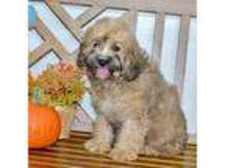 Cavapoo Puppy for sale in Anderson, MO, USA