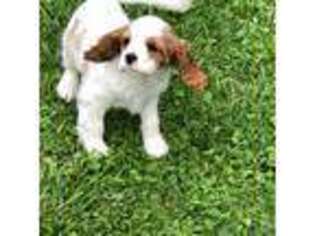 Cavalier King Charles Spaniel Puppy for sale in Campbell, OH, USA