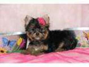 Yorkshire Terrier Puppy for sale in Greensburg, LA, USA