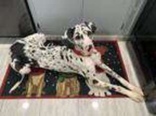 Great Dane Puppy for sale in East Brunswick, NJ, USA
