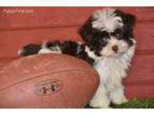 Yorkshire Terrier Puppy for sale in Eldorado, OH, USA