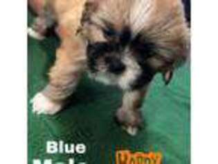 Lhasa Apso Puppy for sale in Fort Worth, TX, USA