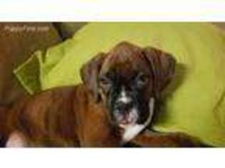 Boxer Puppy for sale in Burgaw, NC, USA