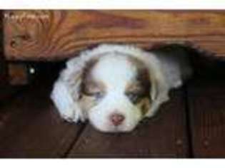 Australian Shepherd Puppy for sale in Annville, KY, USA