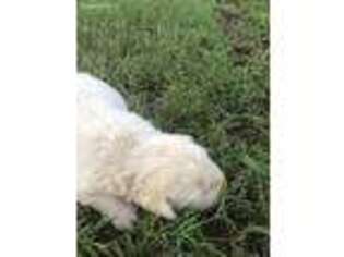 Labrador Retriever Puppy for sale in Clarksville, AR, USA