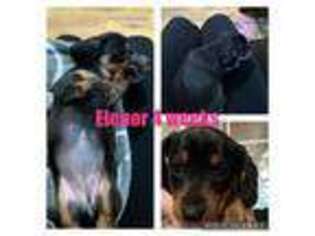 Dachshund Puppy for sale in Diamond Springs, CA, USA