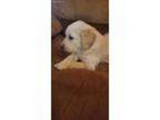 Goldendoodle Puppy for sale in Rich Creek, VA, USA
