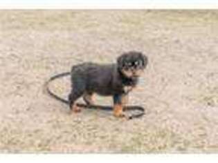 Rottweiler Puppy for sale in Charleston, SC, USA