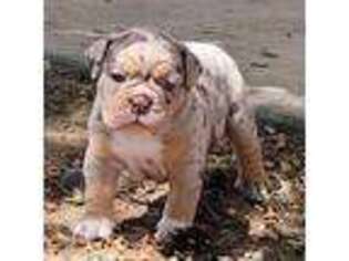 Olde English Bulldogge Puppy for sale in Perris, CA, USA