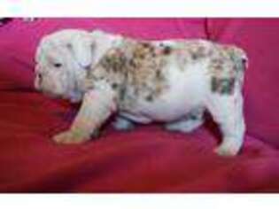 Bulldog Puppy for sale in Eatonville, WA, USA