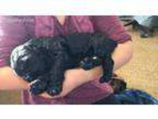 Black Russian Terrier Puppy for sale in Deer Park, WA, USA