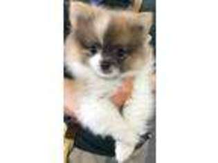 Pomeranian Puppy for sale in Temple City, CA, USA