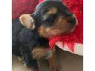 Yorkshire Terrier Puppy for sale in Cocoa, FL, USA