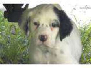 English Setter Puppy for sale in Boston, MA, USA