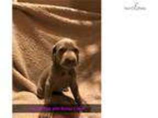 Weimaraner Puppy for sale in Knoxville, TN, USA