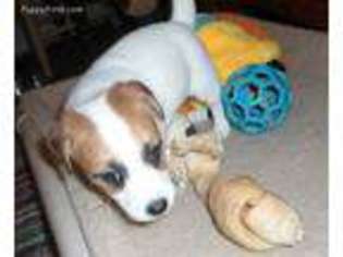 Jack Russell Terrier Puppy for sale in Sandston, VA, USA