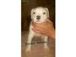 American Bulldog Puppy for sale in Endicott, WA, USA