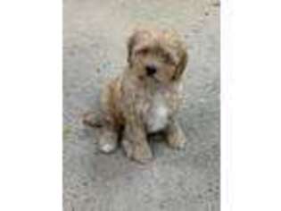 Cavapoo Puppy for sale in Washington, MI, USA