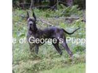 Great Dane Puppy for sale in Millersport, OH, USA