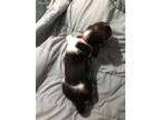 Basset Hound Puppy for sale in Waukegan, IL, USA