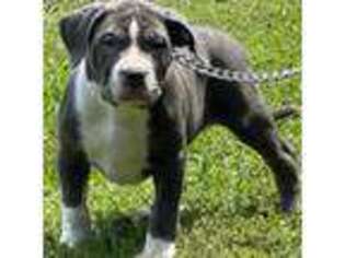 Mutt Puppy for sale in Westover, MD, USA
