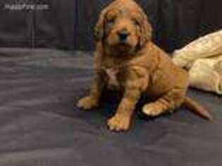Goldendoodle Puppy for sale in Leesburg, VA, USA