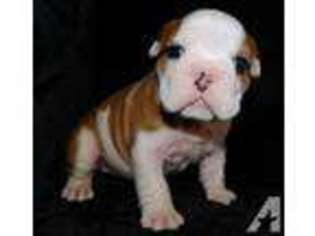 Bulldog Puppy for sale in PORTLAND, OR, USA